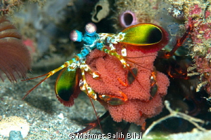 Mantis shrimp with eggs. by Mehmet Salih Bilal 